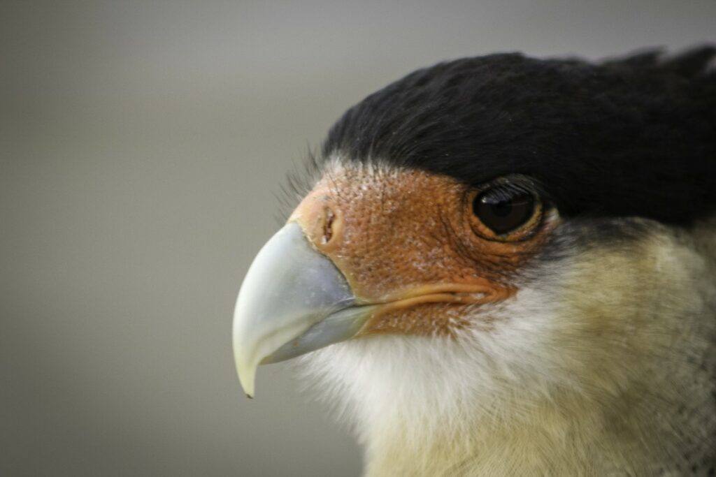 head of an eagle zoomed in, looking focused into the distance